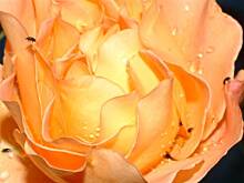 Fot. zabki, No to ja też się pochwalę !