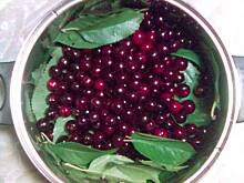 Fot. marta w, Nalewka - 200 wiśni 200 liści