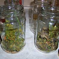 ogórki słodko kwaśne