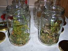 Fot. inka21, ogórki słodko kwaśne