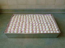 Fot. frankafiranka, Poziomkowa lekkość bytu