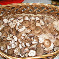 Opieńki duszone w śmietanie