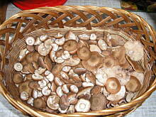 Fot. Iglosik, Opieńki duszone w śmietanie