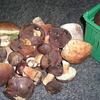 Podgrzybki marynowane