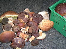 Fot. Anes, Podgrzybki marynowane