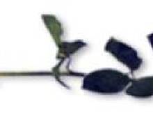 Fot. makusia, Sto lat dla as i beata66:))