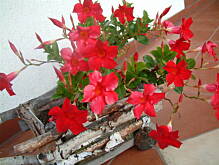 Fot. tu_gosia, co to za kwiatek ??