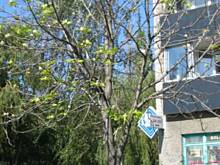 Fot. dorka, Kasztanowce kwitną jesienią