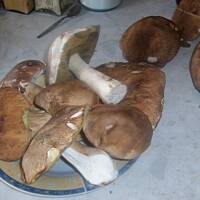 grzyby leśne smażone