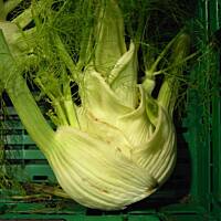 Koper włoski - fenkuł -zapiekany z serem Feta