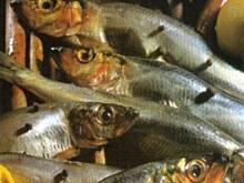 Fot. Elys, Tajna misja sledzia