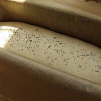 Chleb dla początkujących