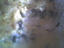 Fot. Rosa, zielona rybka