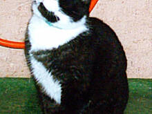 Fot. piq, KOCIE, PSIE i inne PIĘKNOŚCI - reaktywacja