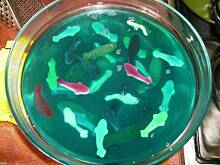 Fot. iisskkaa, Słodkie akwarium