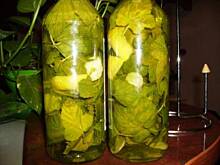 Fot. marinik, Nalewka na listkach czarnej porzeczki