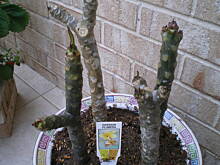 Fot. luckystar, Kawalek Hawaii w NYC .....