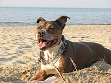 Fot. aldabro75, Jak amstaff z kotem przyjaciółmi zostali