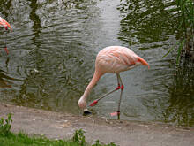 Fot. joking, Warszawskie zoo