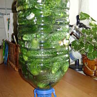 Ogórki małosolne na wodzie mineralnej