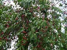 Fot. krysia64, Moje wisienki :-))))