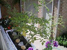 Fot. angelika888, o zapachu świąt