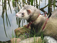 Fot. dan-wit, tchórzofretka