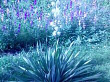 Fot. Wróbelek, juka ogrodowa