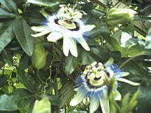 Fot. dankarz, męczennica - passiflora