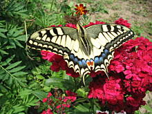 Fot. anna-gu, klejnoty natury