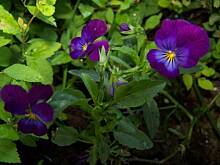 Fot. Ave, Moje zielone miejsce na ziemi :)