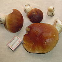 Prawdziwki którymi można zaskoczyć gośći