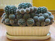 Fot. bunia, Kaktusek:)