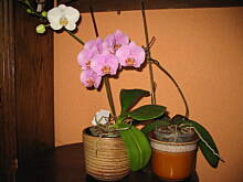 Fot. piegusowa, Storczyki - reaktywacja