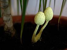 Fot. Wkn, Dziwne grzybki - prośba o identyfikację