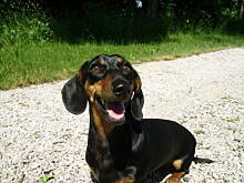 Fot. mamusia_muminka, Do miłośników domowych czworonogów.