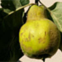 Nalewka z pigwy z koniakiem