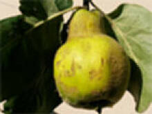 Fot. alidab, Nalewka z pigwy z koniakiem