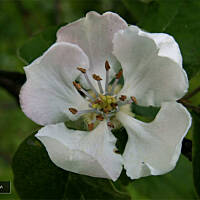 Nalewka z pigwy z koniakiem