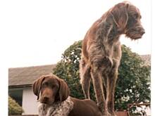 Fot. Krystyna911, Chwalę się ....... część II, czyli Kaktus i Skuter