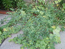 Fot. luckystar, Tego jeszcze nie bylo :)))