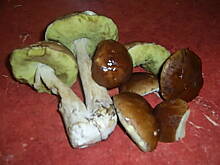 Fot. krysia64, Schab w borowikach z żółtym serem