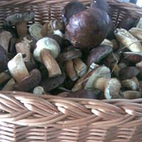 Zupa grzybowa ze świeżych podgrzybków