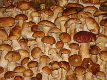 Fot. rom4ko, moje grzybobranie