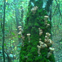 mazidło grzybowe Kasi- do pieczywa