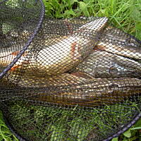 ryby w słoikach Kasi