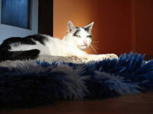 Fot. olka76, Mój Kocur:)