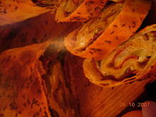 Fot. topsiuniaa, Strudel z porami