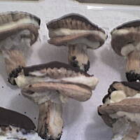 grzybki z kremem i polewa