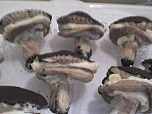 Fot. kuleczka, grzybki z kremem i polewa